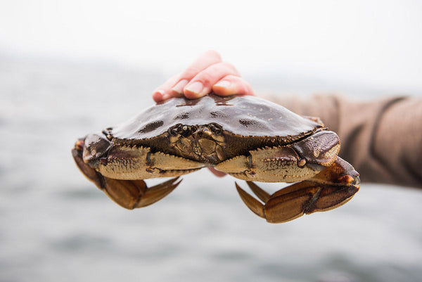 A Crash Course to Puget Sound Crabbing