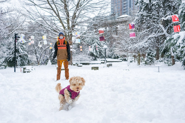 What Gear to Bring on Winter Adventures With Your Dog
